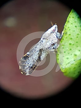 Diaphorina citri, theÂ Asian citrus psyllid, is a sap-sucking,Â hemipteranÂ bug in the familyÂ Liviidae